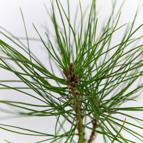 Сосна черная Пирамидалис Pinus nigra Pyramidalis 2л (К)