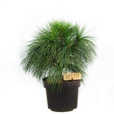 Сосна Шверина Витхорст Pinus schwerinii Wiethorst 5л (Н)