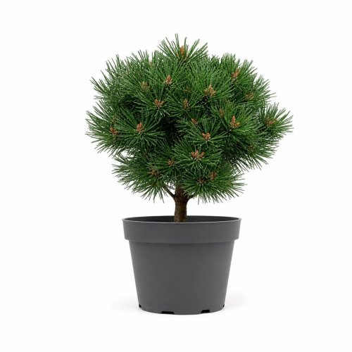 Сосна горная Pinus Mugo Heideperle 40/23 (Н)
