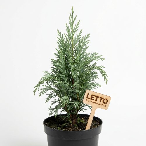 Кипарисовик Лавсона Chamaecyparis lawsoniana Columnaris с3 25/40