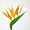 Стрелиция Strelitzia With Fake Flower 40/12 (Н)