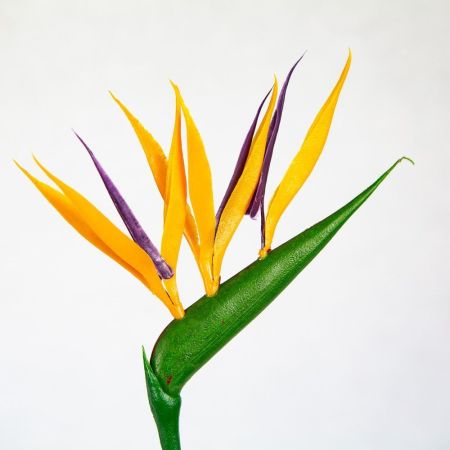 Стрелиция Strelitzia With Fake Flower 40/12 (Н)
