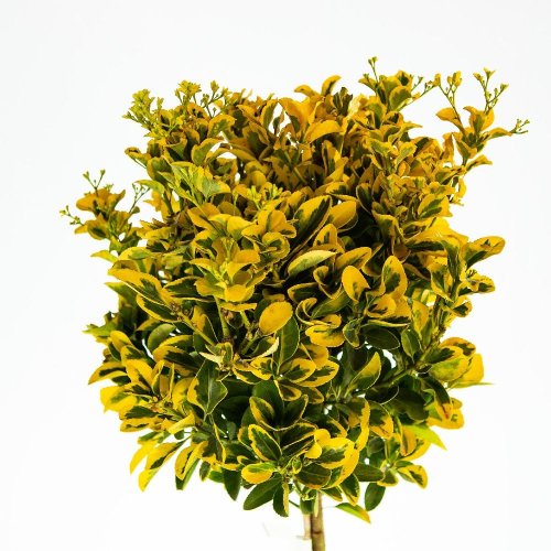 Бересклет японский 1/2 ШТАМБ Euonymus japonicus 1/2 Fusto с18 (И)