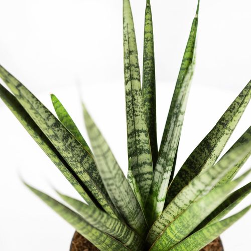 Сансевиерия Сэм Sansevieria Sem 30/12 (Н)