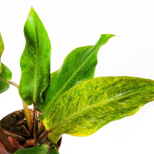 Филодендрон Philodendron Orange Marmelade 30/17 (Н)