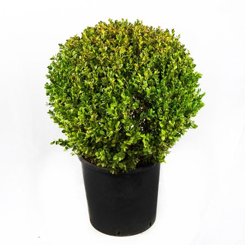 Самшит мелколистный ШАР Buxus microphylla Faulkner PALLA с25 45/50 (И)