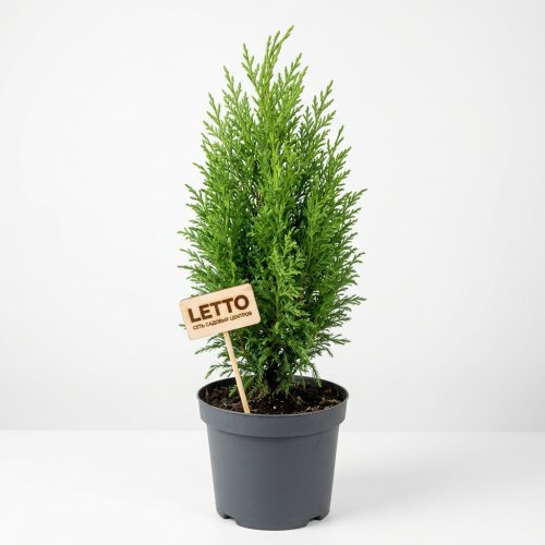 Купрессоципарис Лейланда Cupressocyparis Leylandii 60/90 с3 