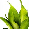 Сансевиерия микс Sansevieria mix 50/15
