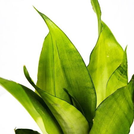 Сансевиерия микс Sansevieria mix 50/15