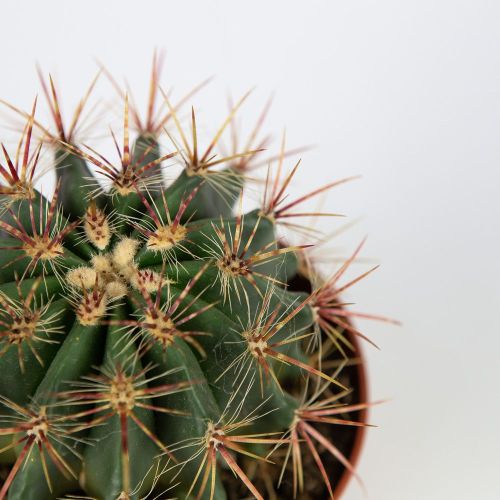 Ферокактус микс Ferocactus mix 15/12 (Н)