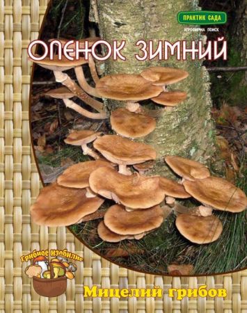 Опенок зимний, мицелий грибов Поиск 12шт