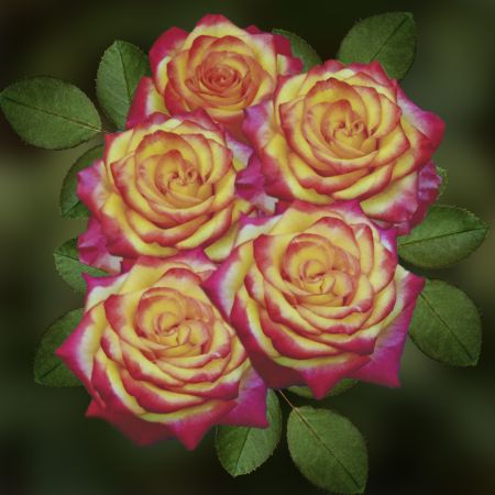 Роза флорибунда Циркус коробка 1шт (двухлетка) Волжский Сад