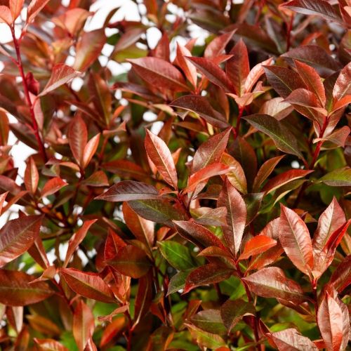 Фотиния Фразера ШАР 50/60 чаша с50 Photinia Frazeri Little Red Robin Nana PALLA (И)