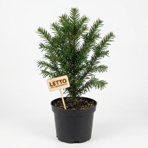 Тис ягодный Taxus baccata Elegantissima с2 40/60