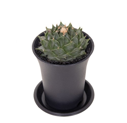 Кактус Обрегония Денегри Cactus Obregonia Denegrii 13/7,5 (Н)