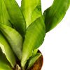 Сансевиерия микс Sansevieria mix 50/15