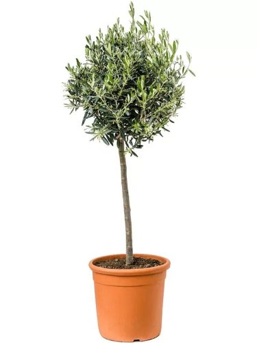 Олива европейская Leccino 1/2 ШТАМБ с15 Olea europaea MEZZO FUSTO
