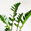 Замиокулькас Zamioculcas 4+ 65/14