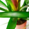 Бромелия микс Bromelia mix 40/12 (Н)
