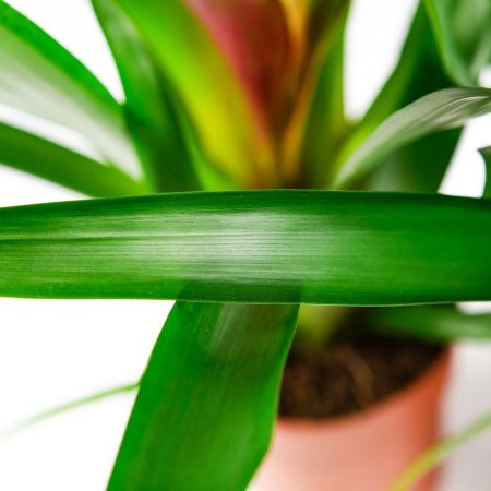 Бромелия микс Bromelia mix 40/12 (Н)