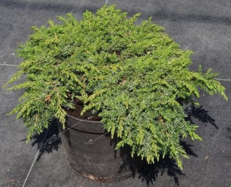 Можжевельник обыкновенный Лемон Карпет Juniperus communis Lemon Carpet 3л (Н)