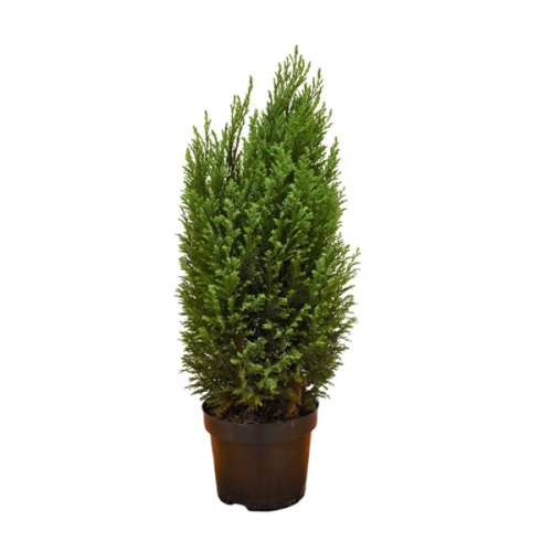 Купрессоципарис Лейланда Cupressocyparis Leylandii с9 (И)