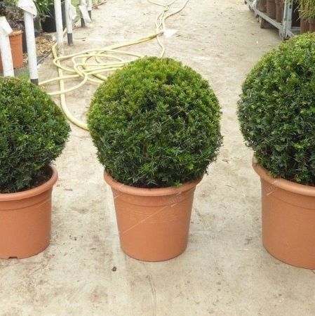 Тис ягодный шар 70/80 Taxus baccata palla 65л (И)