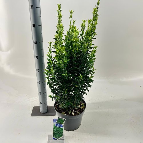 Бересклет японский Euonymus japonicus Microphyllus 40/23 (Н)