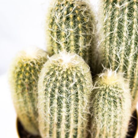 Кактус микс Cactus mix 25/17