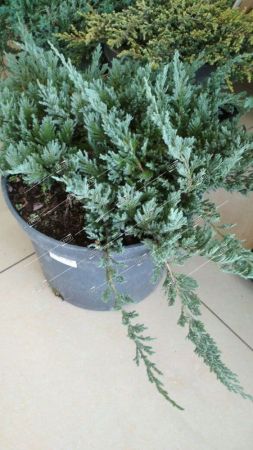 Можжевельник горизонтальный Блю Чип 40/50 Juniperus horisontalis Blue Chip 10л (ЗК)