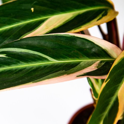 Калатея Триостар Calathea Triostar 50/14