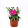Рассада Гвоздика Sunflor р11