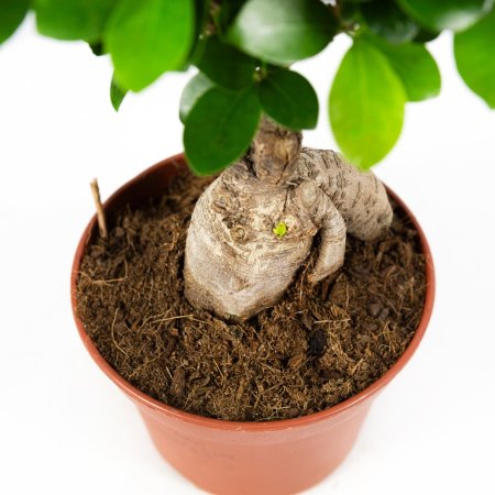 Фикус гинсенг Ficus ginseng 35/15 (Н)