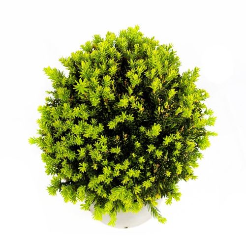 Тис ягодный ШАР с20 d30/35 Taxus baccata PALLA (И)