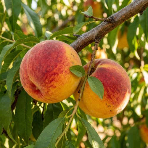 Персик J.H. Halle (желтая мякоть) 1/2 ШТАМБ с10 180/200 Prunus persica J.H. Halle 1/2 Fusto (И)