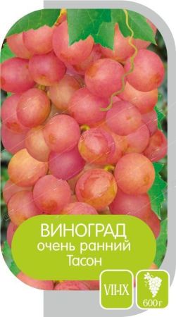 Виноград Тасон Фото Виноград Тасон Фото