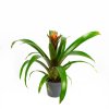 Гузмания Guzmania Punta 50/13