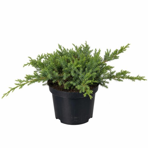 Можжевельник обыкновенный Juniperus communis Green Carpet с2