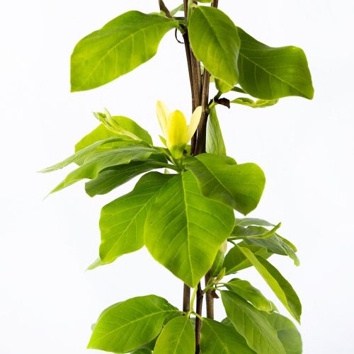 Магнолия гибридная декор.кашпо с25 125/150 Magnoia hybrida Daphne (И)