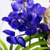 Ванда микс Vanda mix 40/15 (Н)