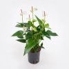 Антуриум Зизу Anthurium Zizou 6+ 40/12 (Н)