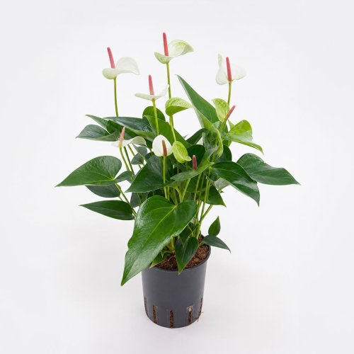 Антуриум Зизу Anthurium Zizou 6+ 40/12 (Н)