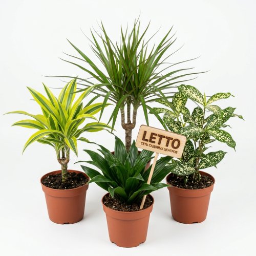 Драцена душистая микс Dracaena Fragrans mix р15