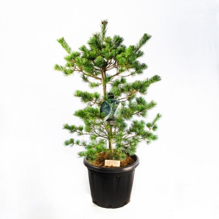 Сосна мелкоцветковая Негиши 90/100 Pinus parviflora Negishi 25л (Н)