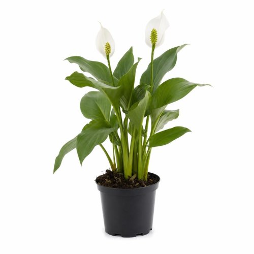 Белокрыльник болотный Calla 2л