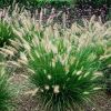 Пеннисетум лисохвостный  Pennisetum alopecuroides р17