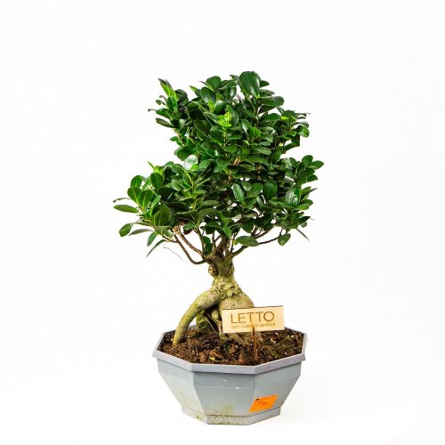 Фикус гинсенг S-образный Ficus ginseng S-type 60/22 (Н)