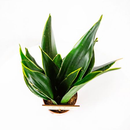 Сансевиерия микс Sansevieria mix 35/12 (Н)