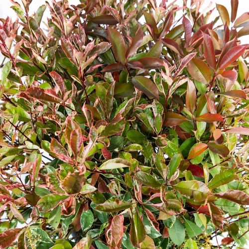 Фотиния Фразера ШАР 80/100 с45 80/100 Photinia Fraseri Pink Marble  PALLA (И)