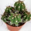 Кактус микс Cactus mix 10/7 (Н)